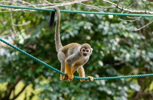 🦁 오무타시 동물원(오무타시 도부쓰엔) 이미지 8